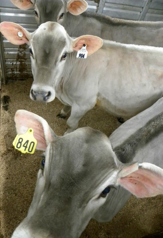 Brown Swiss (braunvieh) Open Heifers And Bred Cows A2/a2 Genetics ( Cattle )